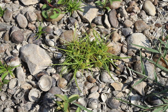 Cyperus michelianus, Micheli's galingale, Cyperaceae. Plant growing in the wild