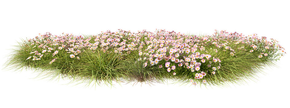 Wildflower blossoms on grassy ground isolate on transparent backgrounds 3d illustrations png file