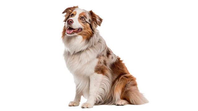 Beautiful Australian shepherd dog sitting down looking up isolated on transparent background