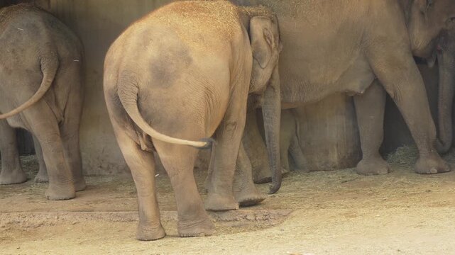 Elephant herd with calf in zoo enclosure