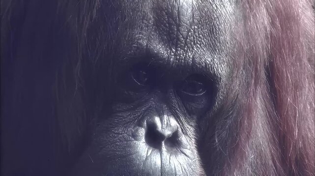 Close-up portrait of an orangutan's face with detailed fur and skin texture