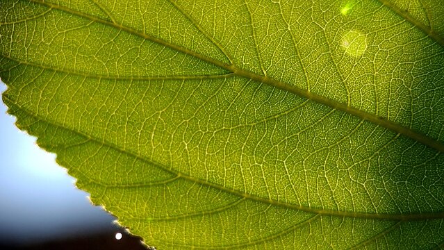 Indian jujube leaves with the morning sun in the background, Ziziphus mauritiana