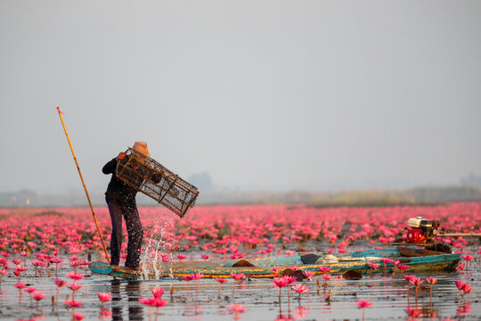 Fisherman standing on a wooden boat while lifting a bamboo fish trap in a lake of pink water lilies.