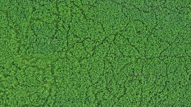 Drone footage flying forward over the lush green canopy of the amazon rainforest, revealing the immense and dense jungle treetop foliage covering the tropical landscape from a top-down perspective