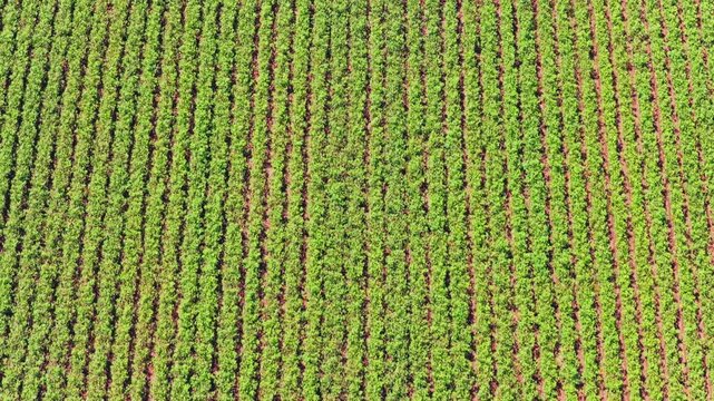 High-altitude top-down perspective of a vast agricultural crop with lush green plants growing in perfectly symmetrical parallel rows, creating a natural and organic abstract pattern