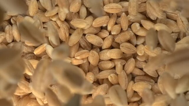 Pearl barley grains falling in super slow motion top view