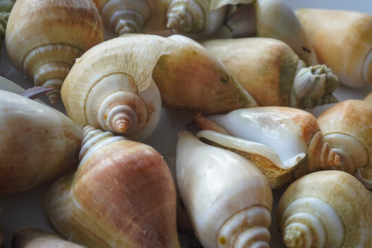 a plate of siput gong-gong (dog conch or Laevistrombus canarium), a popular boiled sea snail dish from the Riau Islands in Indonesia