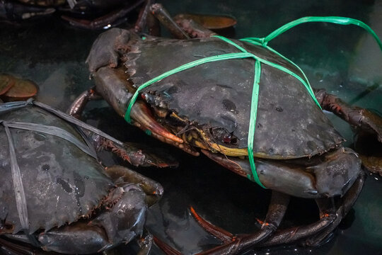a group of live mud crabs (Scylla species), commonly known as kepiting bakau, securely bound with red and blue plastic or rafia strings