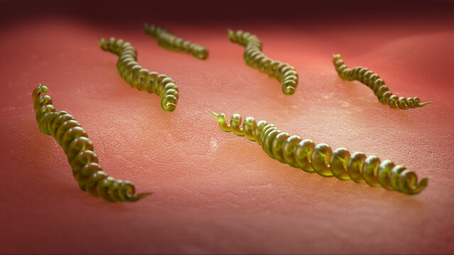 Treponema pallidum, bacterium which causes syphilis, 3D rendering