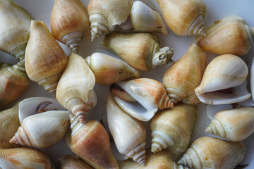  gonggong, a popular edible sea snail also known as the dog conch (Laevistrombus canarium), which is iconic to the Riau Islands and coastal regions in Indonesia © and