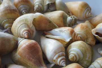  gonggong, a popular edible sea snail also known as the dog conch (Laevistrombus canarium), which is iconic to the Riau Islands and coastal regions in Indonesia © and