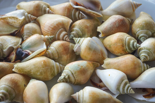  gonggong, a popular edible sea snail also known as the dog conch (Laevistrombus canarium), which is iconic to the Riau Islands and coastal regions in Indonesia