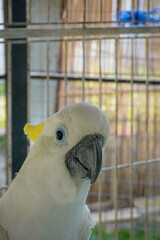 a yellow-crested cockatoo (Cacatua sulphurea) or a closely related white cockatoo with a prominent yellow crest inside an enclosure © and