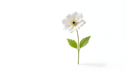 Obraz premium White flower on green stem in close-up for botanical and nature themes