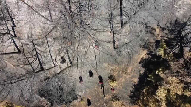 Abstract bird's eye view drone shot capturing charred black tree branches and gray ash on the ground after a devastating forest fire.