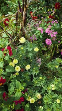 Lush flowerbed with a variety of colorful summer flowers, including dahlias, phlox, and marigolds, gently swaying in the wind on a sunny day in a Japanese garden in island of Hokkaido
