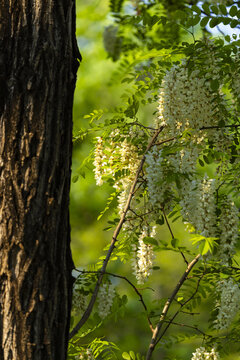 White black locust blossoms on sunlit tree branches in spring woodland