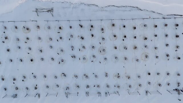 Drone descends top down over dense organized rows of sled dog houses in the snow capturing the structured order of a working Arctic sled dog kennel