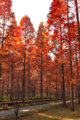 Fototapeta premium Autumn Forest Path with Vibrant Red and Orange Trees