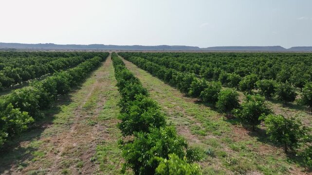 Low aerial flyover of long rows of orange trees in large fruit orchard