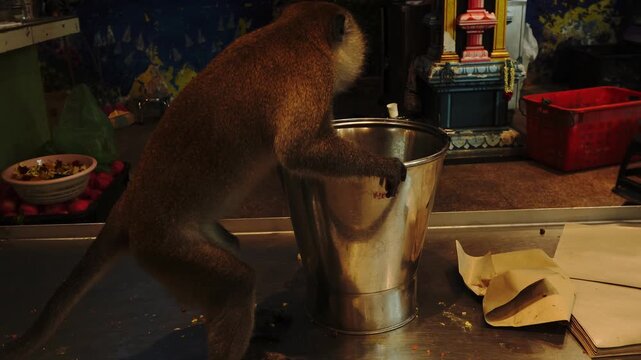 A monkey blurred in motion reaches into a shiny metal bucket on a counter littered with food scraps, next to paper wrappers and a Hindu shrine