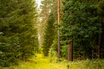Obraz premium Forest path stretches through tall pine trees bathed in soft early morning sunlight. Concept of peaceful forest atmosphere and tranquil nature setting for mushroom foraging walk in pine woodland.