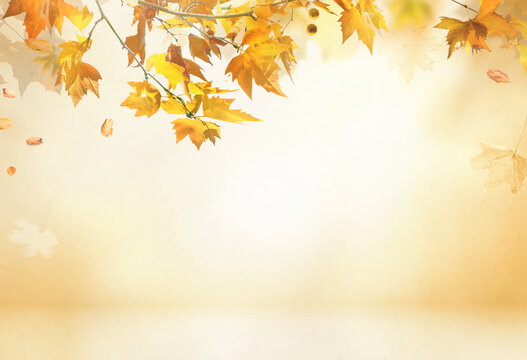 Fall scene in cream color shades. Autumn background with shadow of maple tree leaves on a wall.