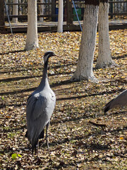 Fototapeta premium Gray Crane Standing in a Zoo Enclosure