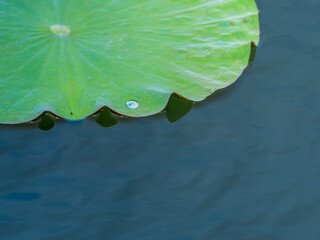 Green Lily Pad Floating on Calm Water © LamQuang