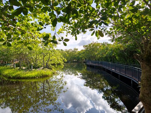 Panoramic view of tranquil pond reflecting cloudy sky with wooden boardwalk in natural park.