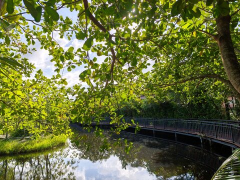 Lush green tree branches framing calm lake with wooden boardwalk and sky reflection in park.