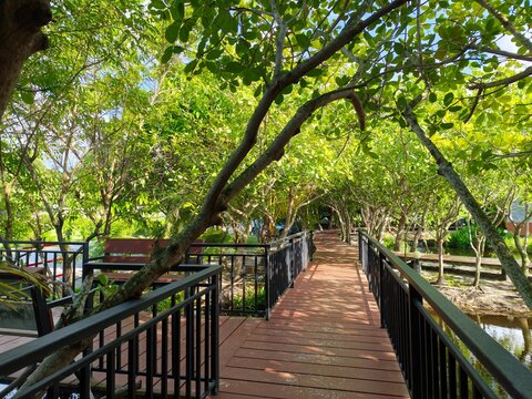 Wooden walkway path through lush green tree canopy tunnel in natural park.