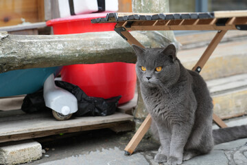 Gray Cat Sitting Outdoors Near Wooden Bench © NgoLanThu