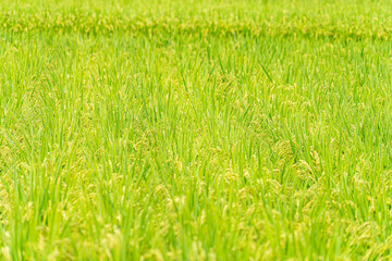 Fototapeta premium Ripening green rice plants filling a cultivated paddy field