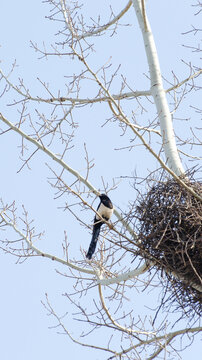 Magpie perched beside nest in leafless tree under blue sky