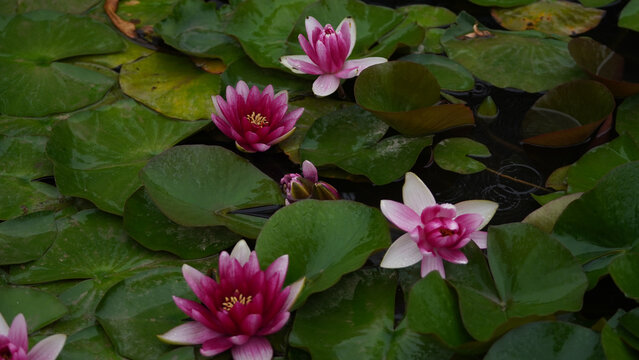 Pink Water Lilies Among Green Lily Pads