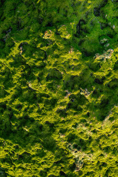 Close-up texture of coastal rock covered in vibrant green moss and marine algae