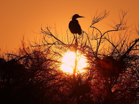 Silhouette de profil d'un h&eacute;ron cendr&eacute; perch&eacute; dans les branches d'un arbre au coucher du soleil. Oiseau dessin&eacute; en noir sur un fond orang&eacute;. 
