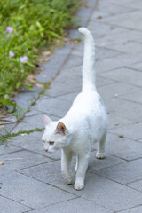 White Cat Walking on Paved Garden Path © ThaiKhanh