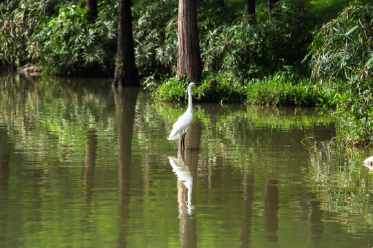 White egret standing in tranquil pond with reflection