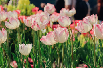 Obraz premium Pink and White Tulips Blooming in a Sunny Spring Garden