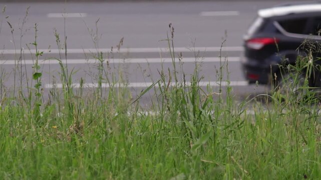 Dense green grass in foreground with out-of-focus cars and street in background