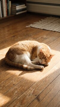 Ginger and white cat sleeping in a patch of warm sunlight on a rustic wooden floor at home