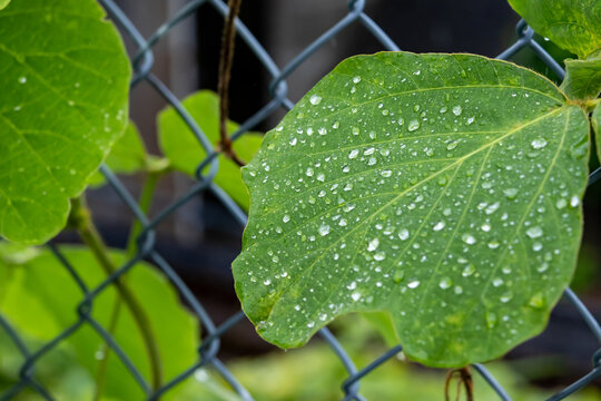 葉に溜まる雨
