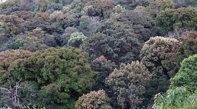 Beautiful view of forest topview