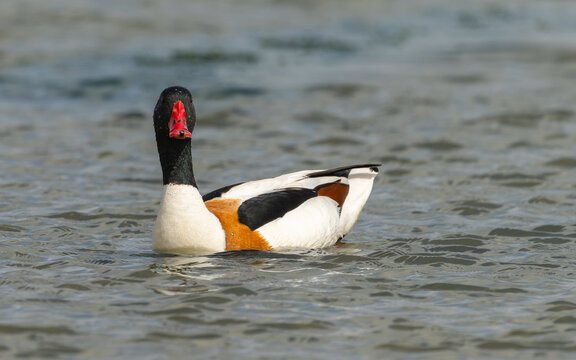 adulte Brandgans (Tadorna tadorna)