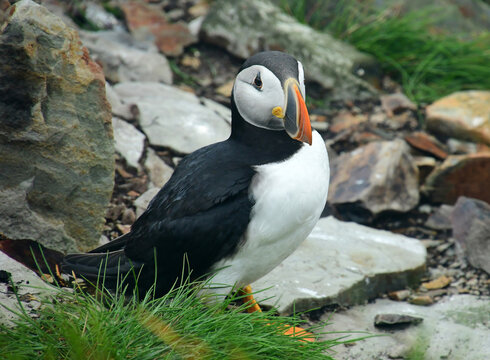 a colorful atlantic puffin on the grassy cliffs  at the elliston puffin viewing site during nesting season on a rainy summer day on the bonavista peninsula in newfoundland, canada