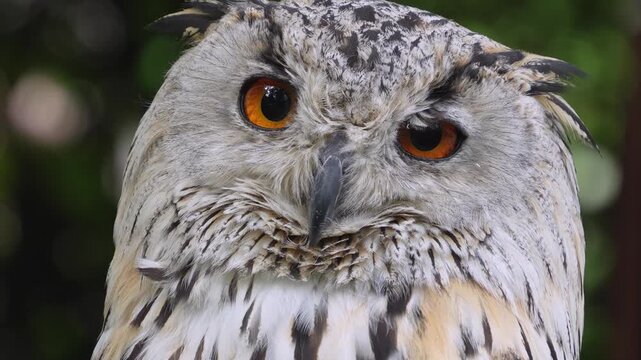Close up view of an Siberian eagle owl head resting on a branch in the shade and looking around on a sunny spring day.