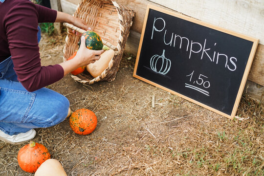 Female farmer working outdoor picking up autumn vegetables - Caucasian woman selling fresh organic pumpkins - Small business and fall lifestyle concept - Focus on board - UGC content