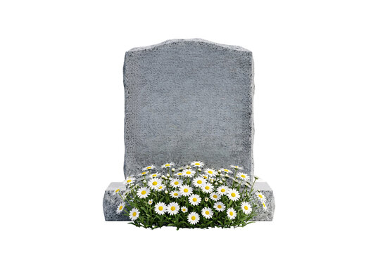 Blank granite headstone surrounded by fresh white daisy flowers at the base.